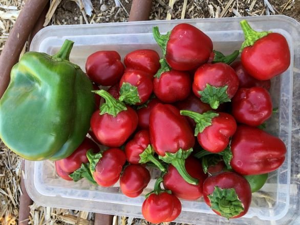 Fresh green and red peppers picked in a plastic container. 