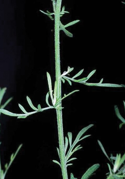 Photo of diffuse knapweed stem