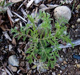 Photo of rosettes on a flixweed plant