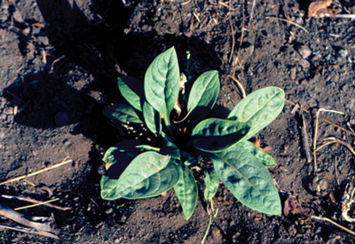 Photo of houndstongue plant 