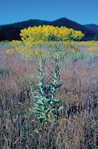 Photo of dyer's woad
