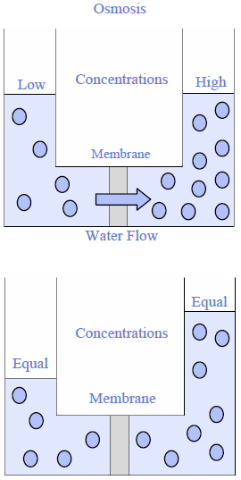 Osmosis figure showing low to high concentrations and membrane 
