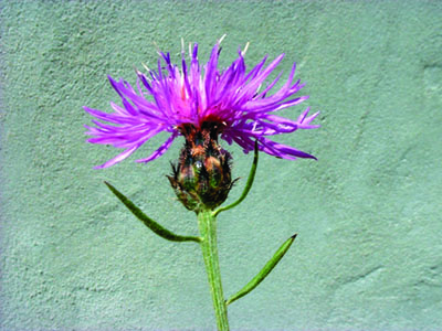 Photo of spotted knapweed pink flower