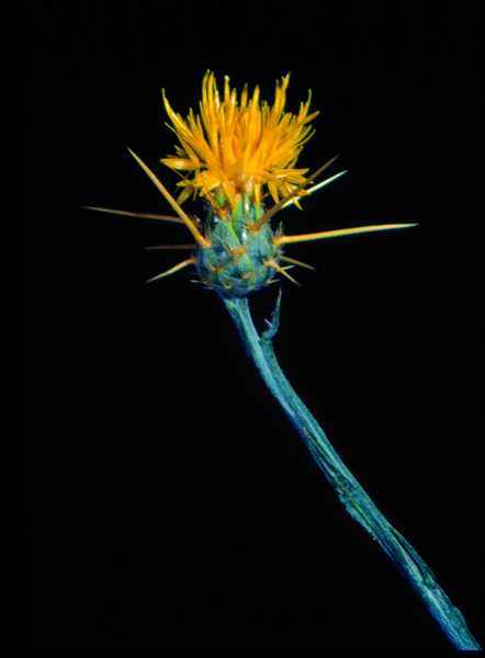 Photo of yellow starthistle flower