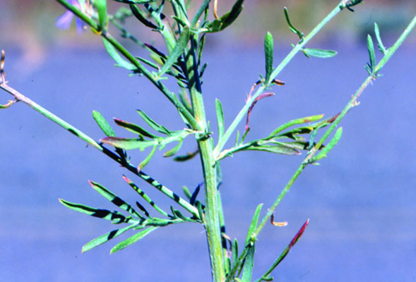 Photo of spotted knapweed stem with leaves