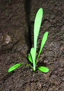 Photo of small squarrose knapweed plant