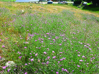 Photo of a field with spotted knapweed plants