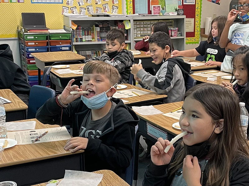 A classroom full of third graders take a bite of string cheese. 