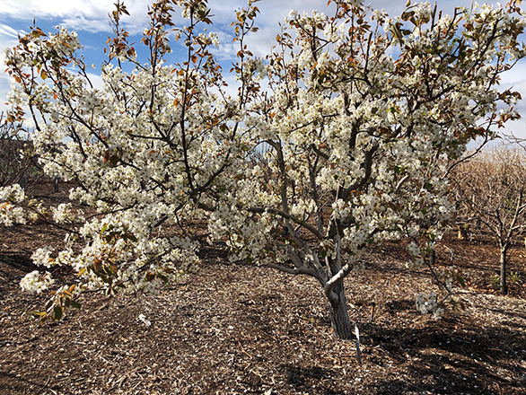 An almond tree full of white blossoms.