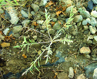 Photo of squarrose knapweed plant