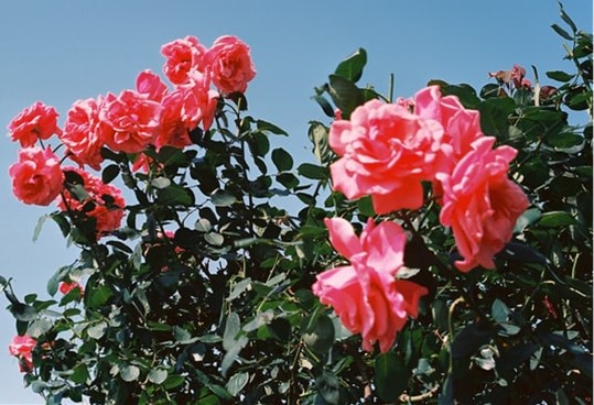 Rose bush in bloom.