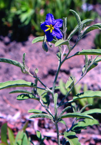 Photo of silverleaf nightshade plant with dark purple flower and yellow center.