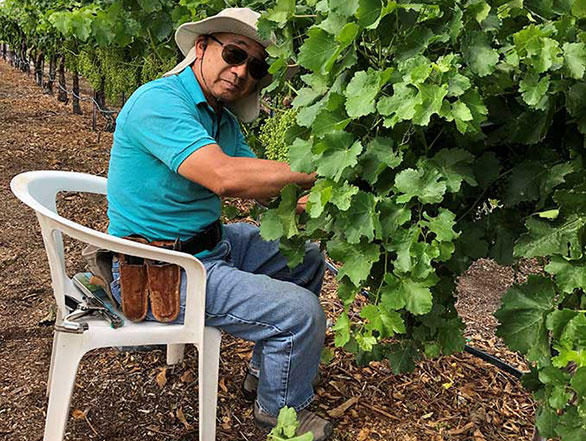 A man in a turquoise shirt, jeans, sunglasses and hat looks at the camera as he cuts green leaves from the grape vines.
