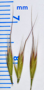 Photo of Ventenata seeds
