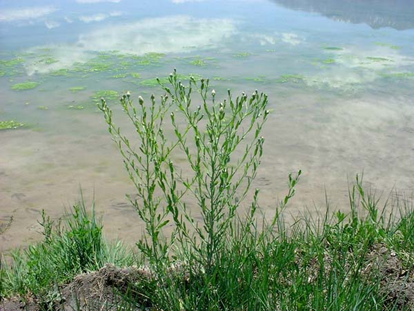 Photo of Russian knapweed