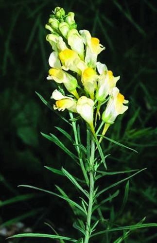 Photo of Yellow toadflax yellow flower
