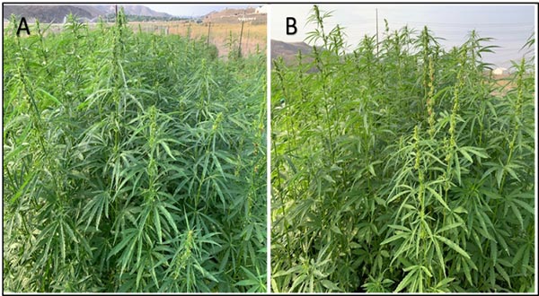 Figure 1. Fiber hemp varieties (A) Altair and (B) Hliana were used in this 2021 varietal evaluation