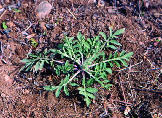 Photo of spotted knapweed plant