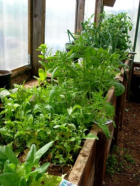 Indoor vegetable garden growing in a planter box. 