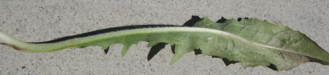 Chicory leaf