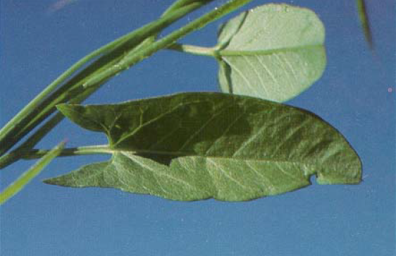 Bindweed leaves