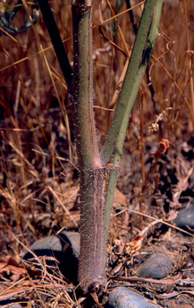 Photo of rush skeletonweed stem