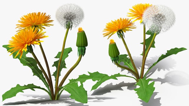 The tree stages of the dandelion flower: bud, full flower and seed pappus.