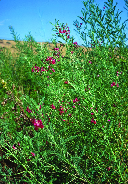 Photo of Swainsonpea plant with small pink flowers