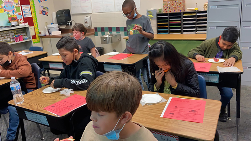 Students at desks tasting blood orange samples and writing on bright red paper.