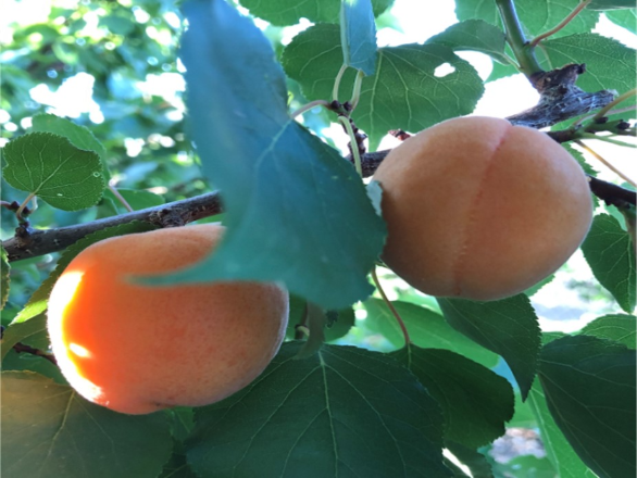 Apricots ripening under a golden sun at the Research Orchard.