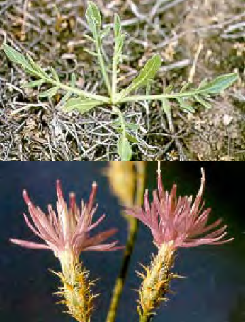 Squarrose knapweed seedlings and flowers