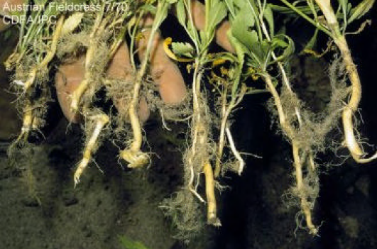 Fieldcress roots