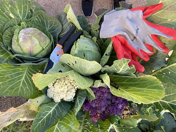 Cabbages, and white and purple cauliflower with gardening gloves sitting on ground. 