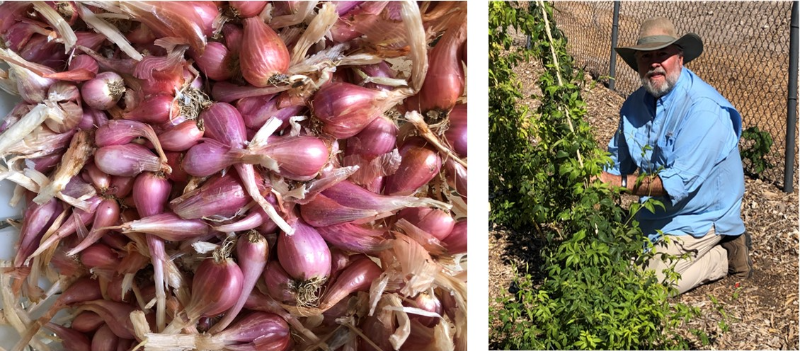 Onions and hops are two of the many produce grow at the Research Orchard.