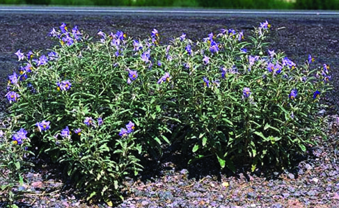 Photo of silverleaf nightshade bush with purple flowers on top.