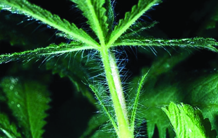 Photo of Sulfur cinquefoil plant stem with leaves and thin hairs.