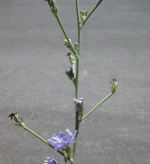 Chicory stems