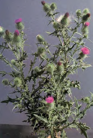 Bull thistle branches