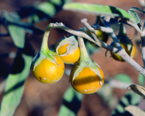 Photo of silverleaf nightshade plant with yellow berries.