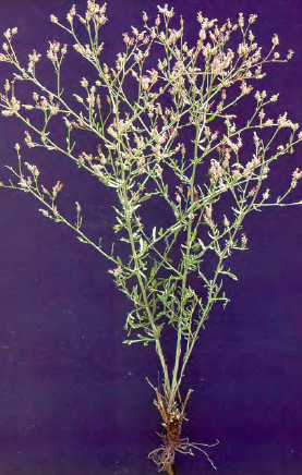 Knapweed stems