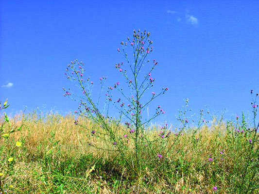 Photo of spotted knapweed plant in a field of dry grass