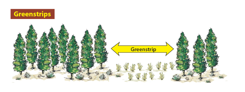 Illustration showing a large gap between two groups of trees with fire-resistant vegetation between them with a label saying "Greenstrip."