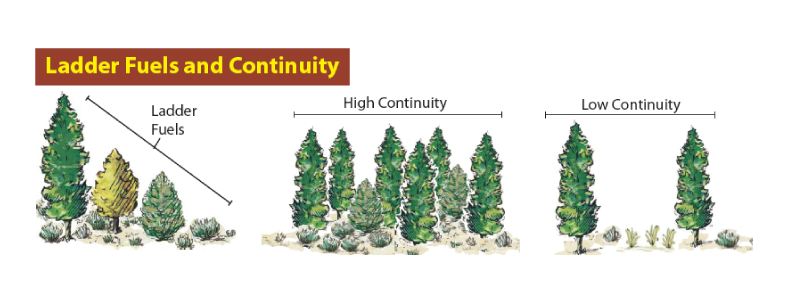 Illustration showing trees in cascading heights labeled with text saying "Ladder Fuels." Illustration of dense trees with varying heights labeled with text saying "High Continuity." Illustration of two trees far apart labeled "Low Continuity."