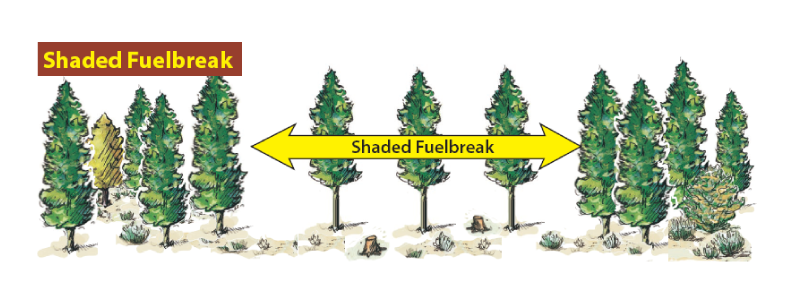 Illustration of three trees are shown where there is space between them compared to other trees in the image that are clustered together. Over the three trees, there is text saying "Shaded Fuelbreak."