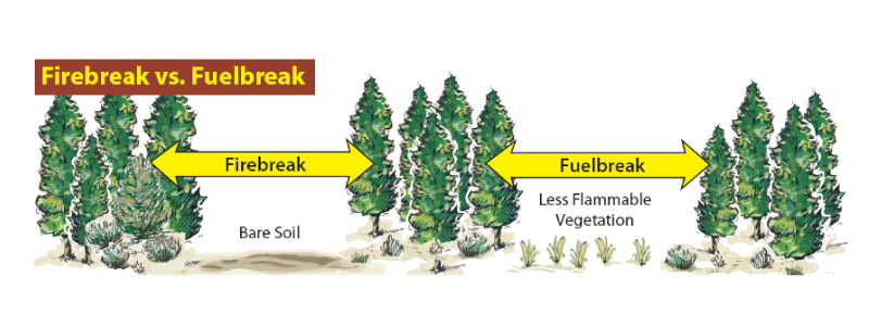 Illustration of two trees with soil in between them with text saying "Firebreak" and "bare soil." Two more sets of trees are pictured with vegetation in between them saying "less flammable vegetation" and text saying "Fuelbreak."