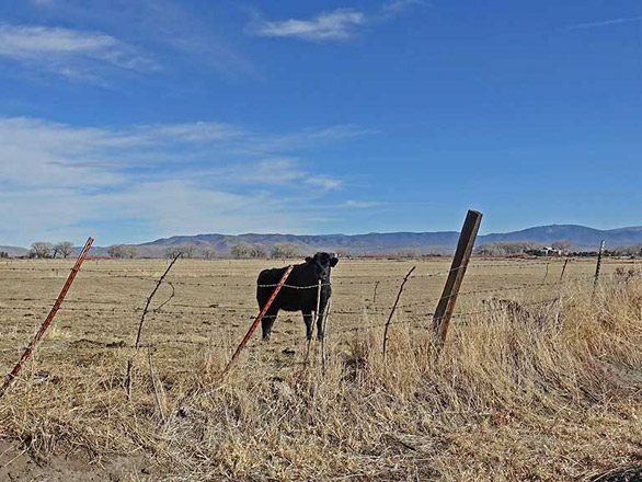 cow in carson valley nevada