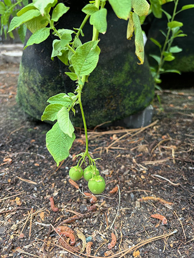 green berries hanging from a green branch.