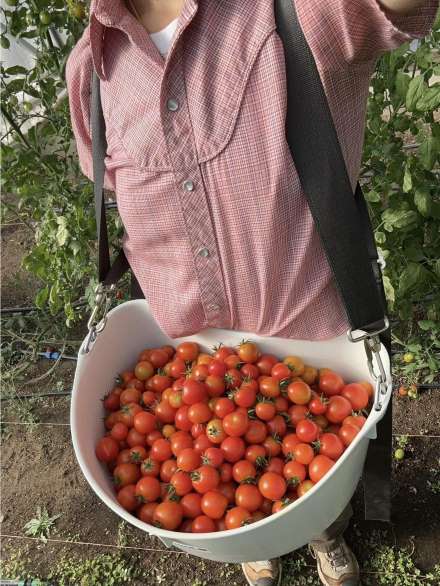 basket full of cherry tomatoes