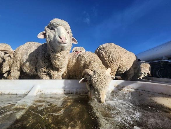 lamb drinking from trough