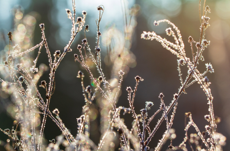 Seed heads covered in winter frost.